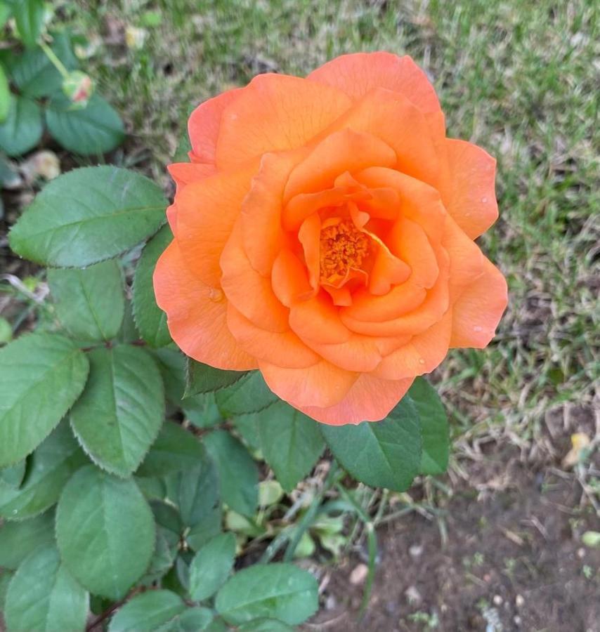 Aparthotel Il Casale Delle Rose Paganico  Exteriér fotografie