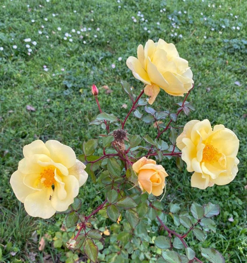 Aparthotel Il Casale Delle Rose Paganico  Exteriér fotografie