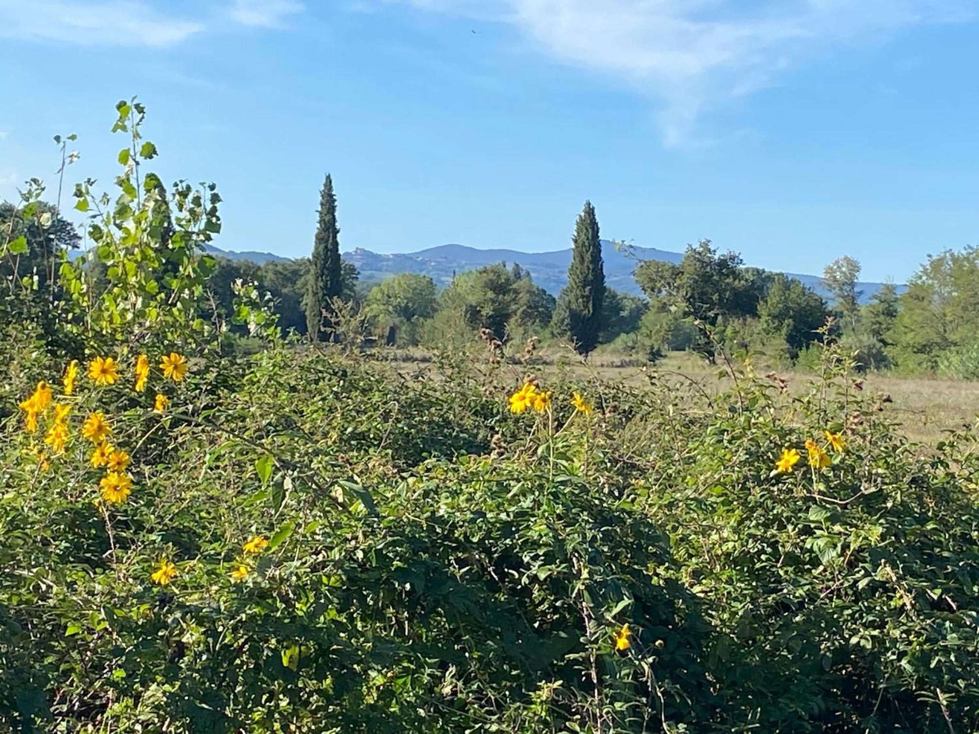 Aparthotel Il Casale Delle Rose Paganico  Exteriér fotografie